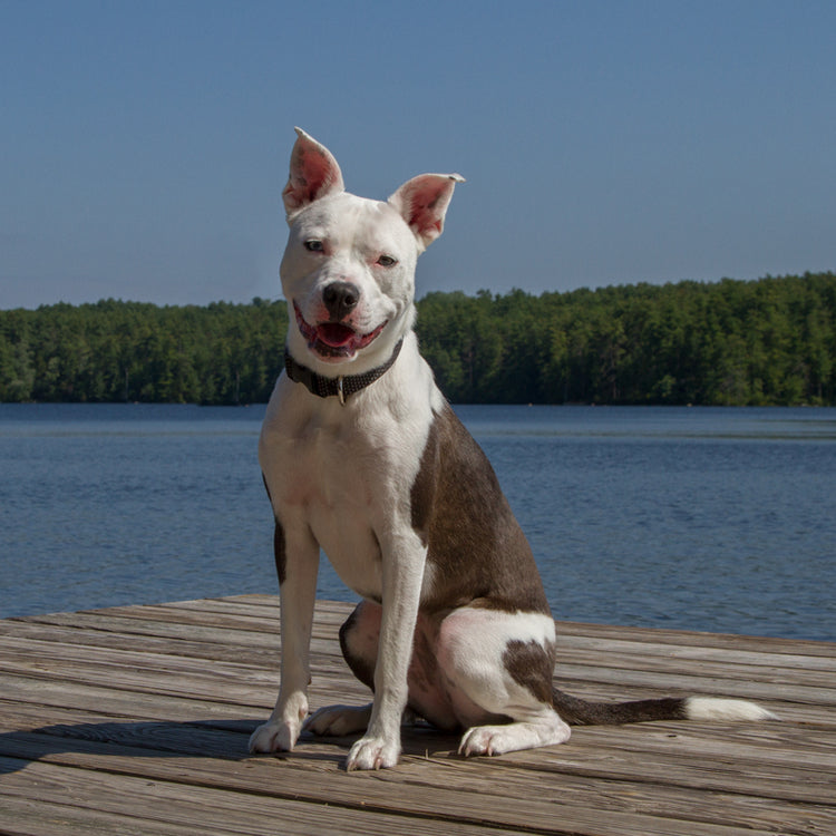 
                    
                      Eco recycled dog collar in Berry from LupinePet
                    
                  