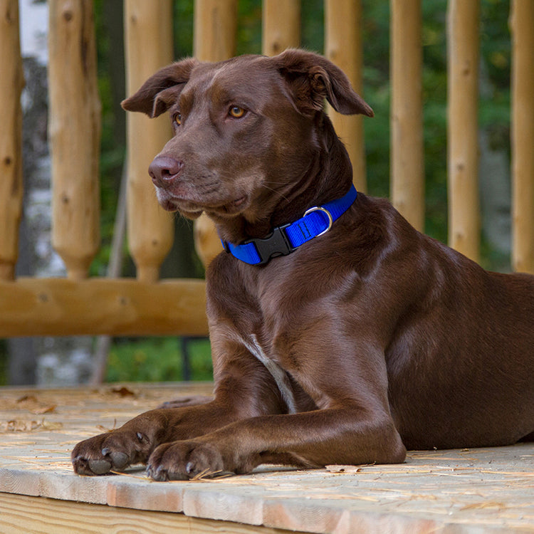 
                    
                      Lab Mix modeling LupinePet Basic Solid color Blue dog collar
                    
                  