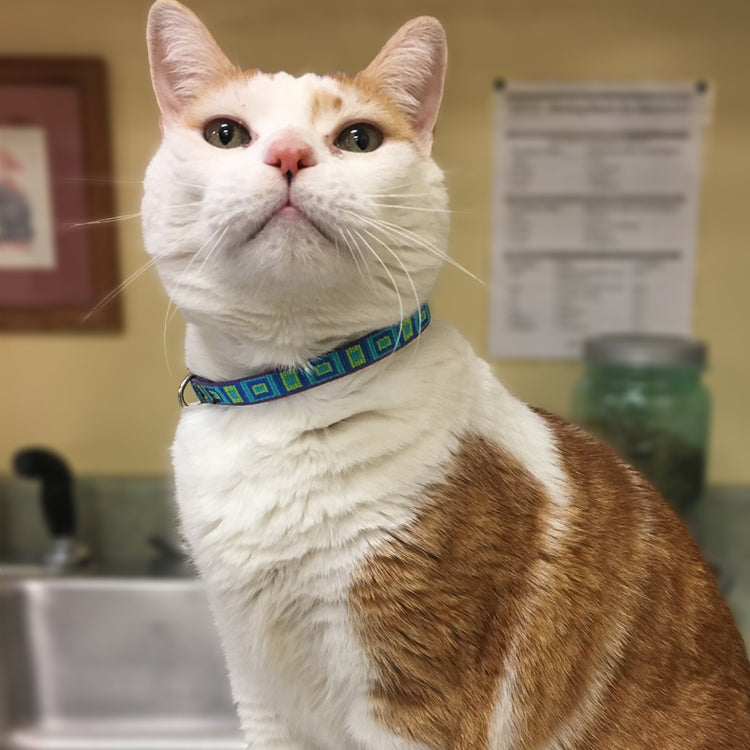 
                    
                      Rescue cat
                    
                  