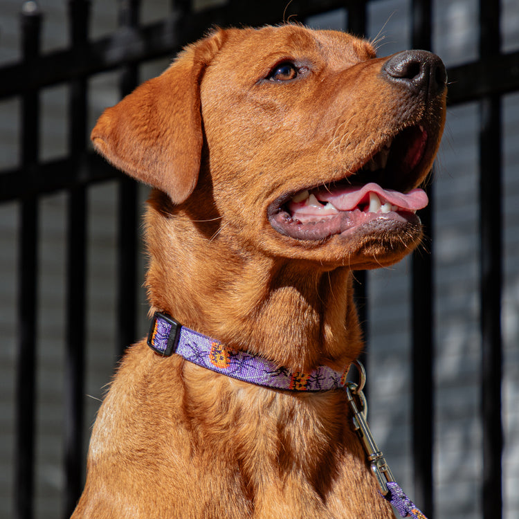 
                    
                      LupinePet Trick or Treat Halloween dog collar and leash on a red lab 
                    
                  