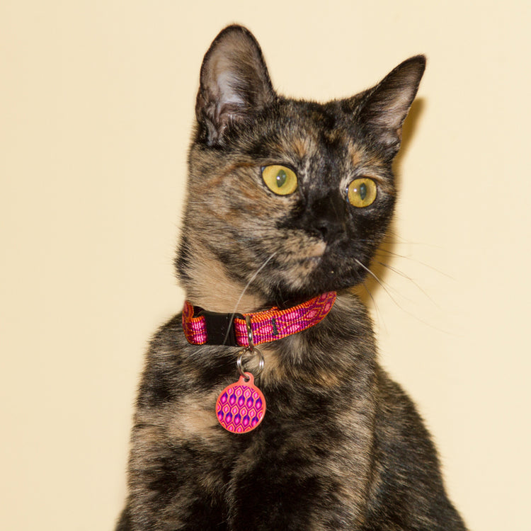 
                    
                      Rescue Cat in Alpen Glow
                    
                  