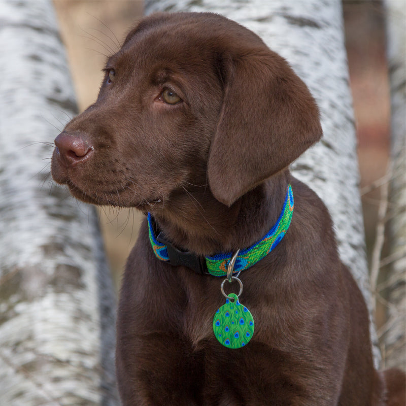 KoKo wearing Tailfeathers Pet ID Tag