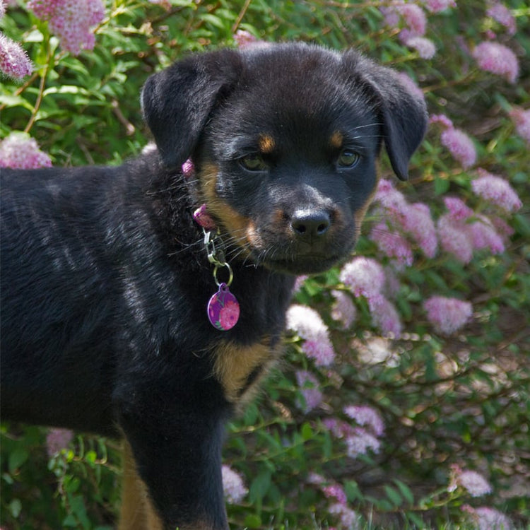
                    
                      Indi wearing Rose Garden
                    
                  
