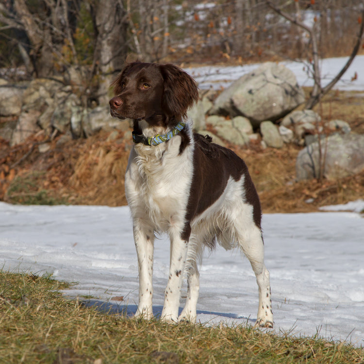 
                    
                      Gone Fishin design dog collar on a brown and white dog in the snow.
                    
                  