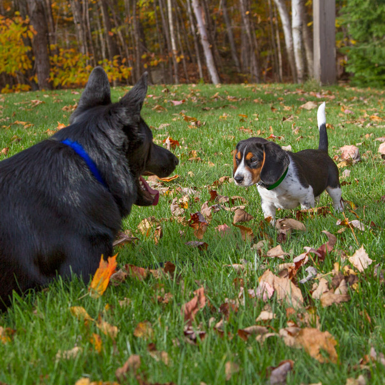 
                    
                      A German Sheppard and a Beagle puppy modeling Lupine Pet Basic Solid color Blue and Green dog collars.
                    
                  
