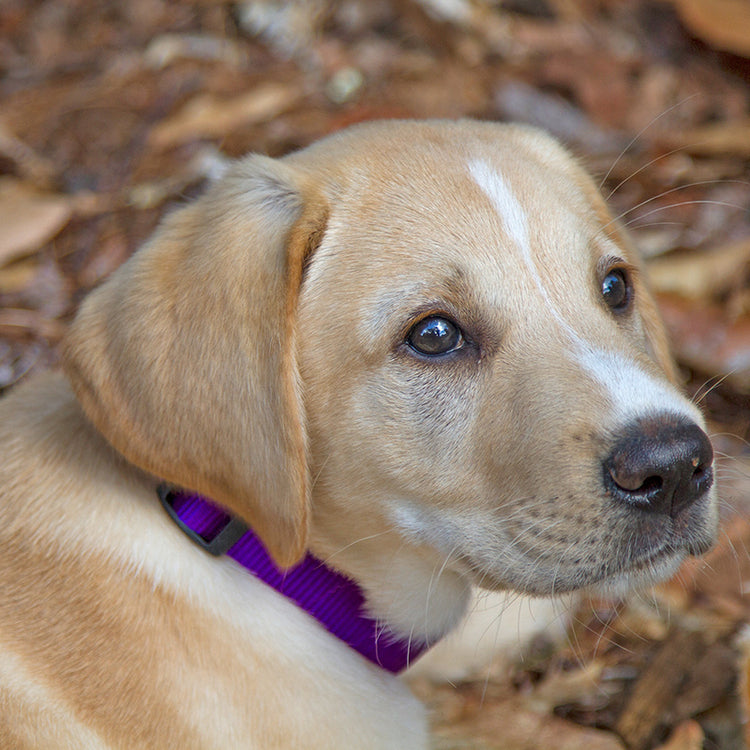 
                    
                      Puppy Lab Mix modeling LupinePet Basic Solid color Purple dog collar
                    
                  