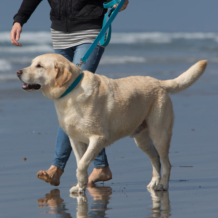 
                    
                      LupinePet Eco Recycled Dog Collar and leash in Tropical Sea. 
                    
                  
