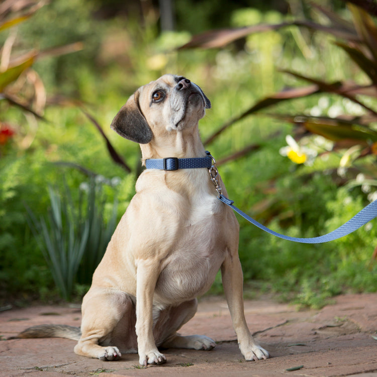 
                    
                      LupinePet Eco Recycled dog collar and leash in Mountain Lake. 
                    
                  