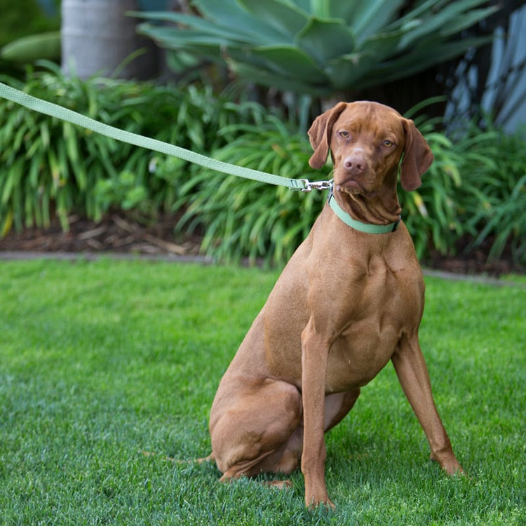 
                    
                      Recycled dog collar and dog leash by LupinePet. Seen here in Moss from our Eco Recycled Collection.
                    
                  