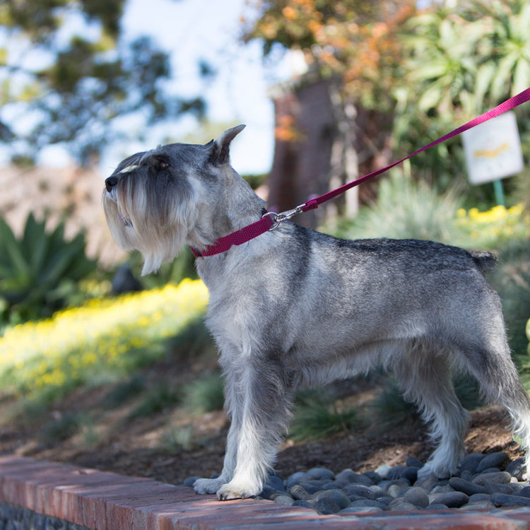 
                    
                      Recycled dog collar and dog leash in Berry form the LupinePet Eco Recycled Collection.
                    
                  