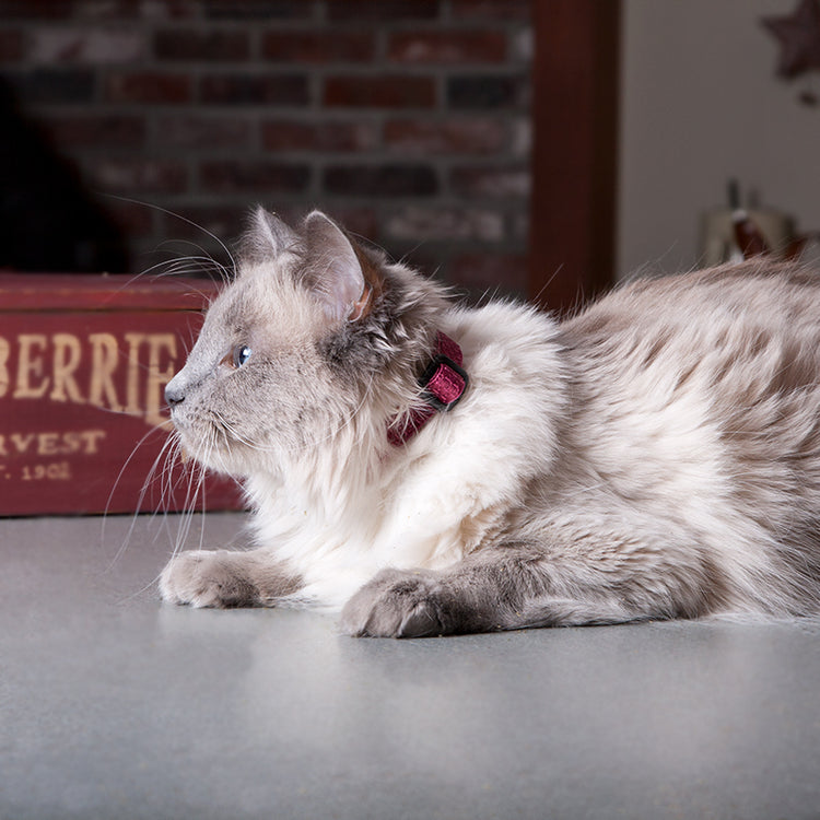
                    
                      Cat safety breakaway collar in Eco Recycled Berry by LupinePet
                    
                  