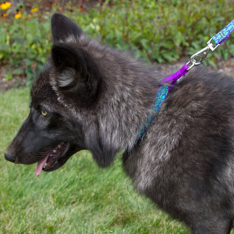 
                    
                      Purple dog collar d-ring extender on LupinePet rain song dog collar
                    
                  