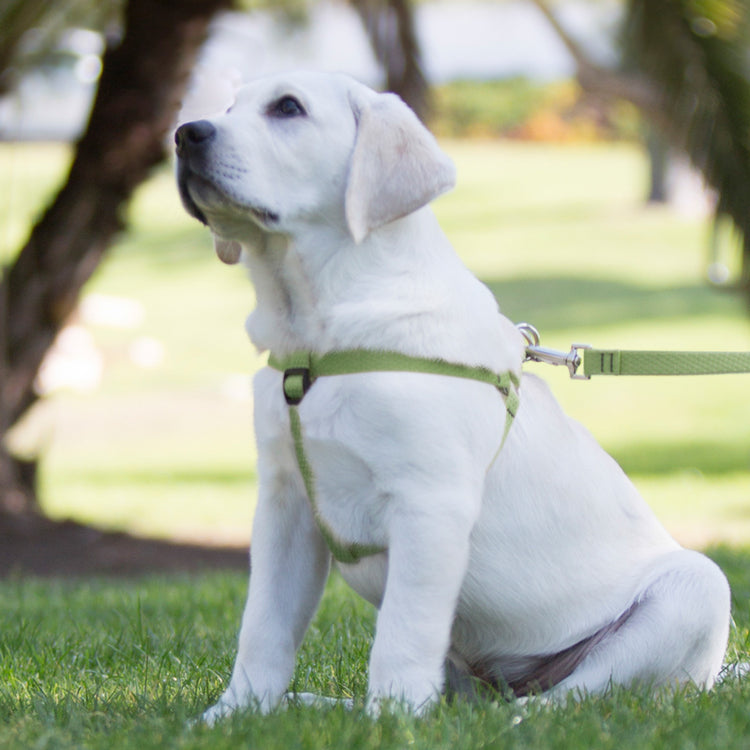 
                    
                      Step in dog harness in LupinePet Eco Recycle Moss
                    
                  