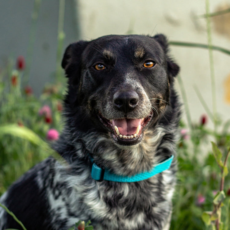 
                    
                      LupinePet adjustable dog collars in assorted colors from our Eco Recycled Collection. 
                    
                  