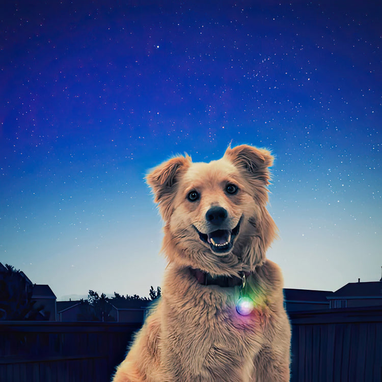 SpotLit Rechargeable DISC-O TECH LED Collar Light by NiteIze®