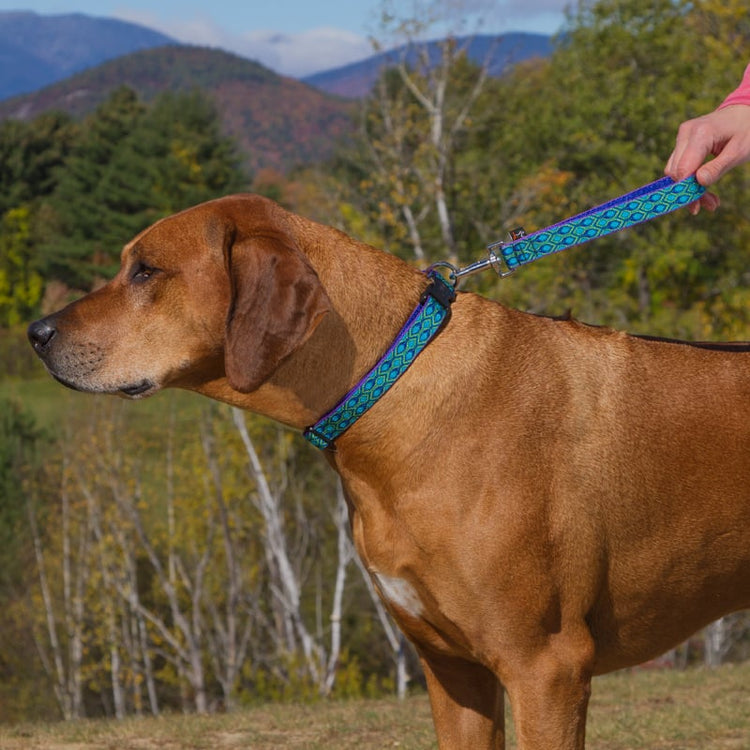 Rhodesian Ridgeback wearing LupinePet Original Design
