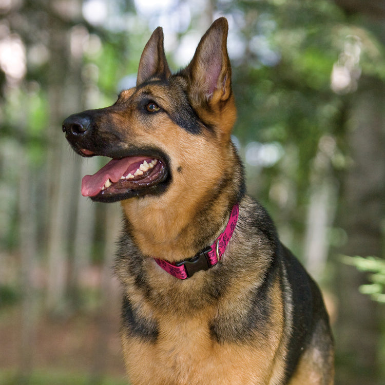 
                    
                      Dog Collar in LupinePet Original Designs
                    
                  