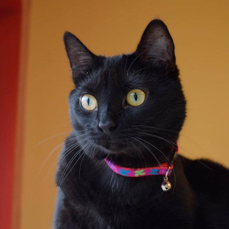 
                    
                       breakaway safety cat collar.
                    
                  