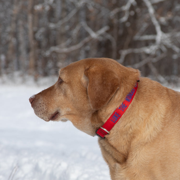 
                    
                      Luke in Basic Solids Red Embroidered with Blue
                    
                  