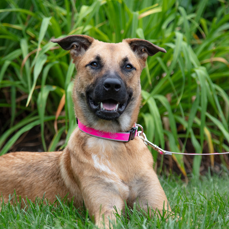 
                    
                      Tesla the Shepherd mix sporting Lupine Pets' NEW reflective dog collars in Pink Diamond
                    
                  