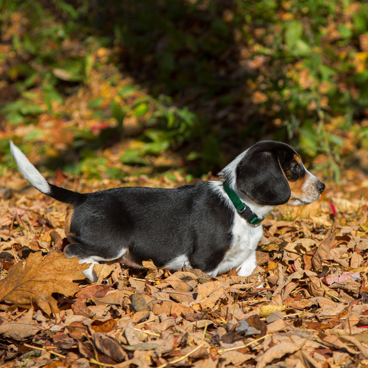 
                    
                      Beagle puppy modeling Lupine Pet Basic Solid color Green dog collar
                    
                  