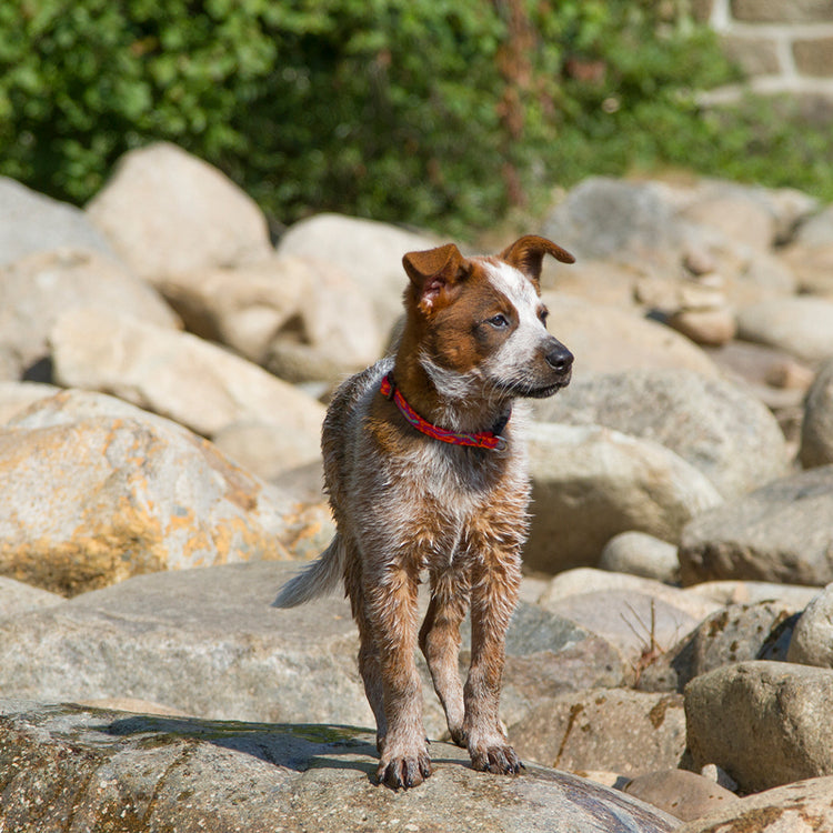 
                    
                      Dog Collar in Go Go Gecko by Lupine Pet on Australian Cattle Dog (Red Heeler) puppy.
                    
                  